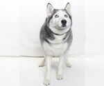 Small #1 Siberian Husky