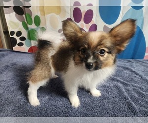 Papillon Puppy for sale in OLYMPIA, WA, USA