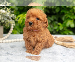 Small Photo #10 Goldendoodle (Miniature) Puppy For Sale in BERNE, IN, USA