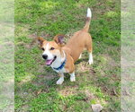 Bodie - Male Mutt Dog for Adoption - Small photo