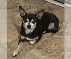 Chihuahua Dogs for adoption in Westmont, IL, USA