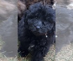 Image preview for Ad Listing. Nickname: Marshall