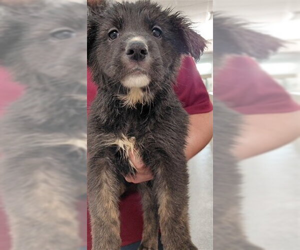 Medium Photo #1 German Shepherd Dog-Unknown Mix Puppy For Sale in Houston, TX, USA