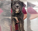 Small German Shepherd Dog Mix