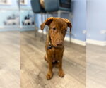 Small Labrador Retriever Mix