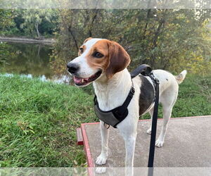 Treeing Walker Coonhound-Unknown Mix Dogs for adoption in Minneapolis, MN, USA