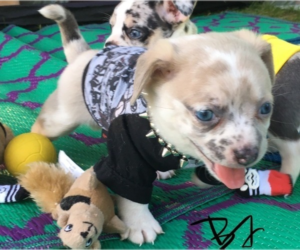 Medium Photo #16 French Bullhuahua Puppy For Sale in YPSILANTI, MI, USA