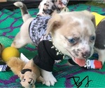 Small Photo #16 French Bullhuahua Puppy For Sale in YPSILANTI, MI, USA