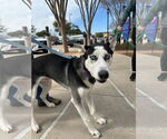 Small #5 Siberian Husky