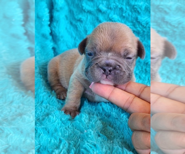 Medium Photo #3 French Bulldog Puppy For Sale in LAS VEGAS, NV, USA