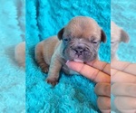 Small #2 French Bulldog