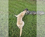 Small #10 Catahoula Leopard Dog Mix