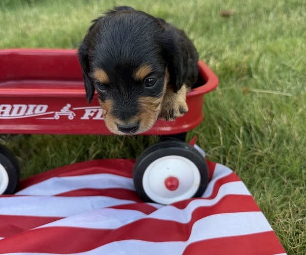 Medium Photo #2 Dachshund Puppy For Sale in WILEY, CO, USA