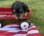 Small #1 Dachshund