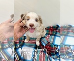 Puppy Sagen Miniature Australian Shepherd