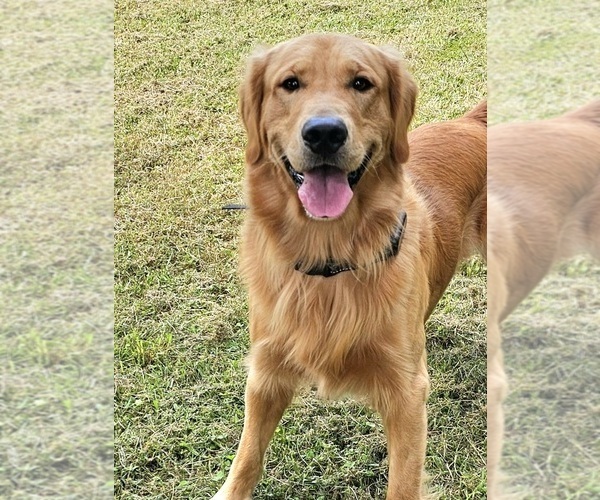 Medium Photo #5 Golden Retriever Puppy For Sale in SALISBURY, NC, USA