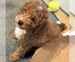 Small #5 Goldendoodle (Miniature)