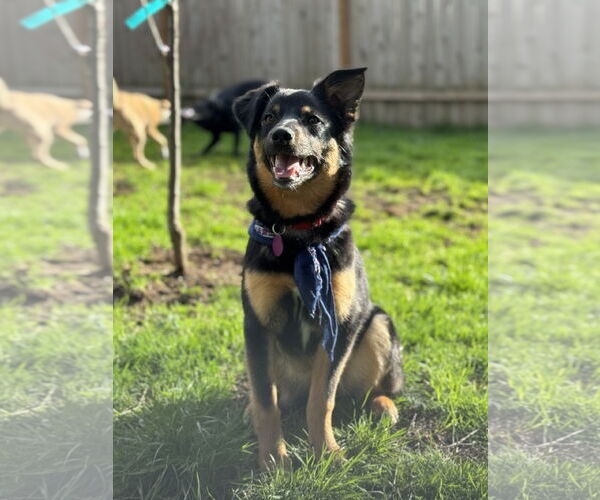 Medium Photo #4 Mutt Puppy For Sale in Bellevue, WA, USA