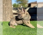 Small #4 French Bulldog