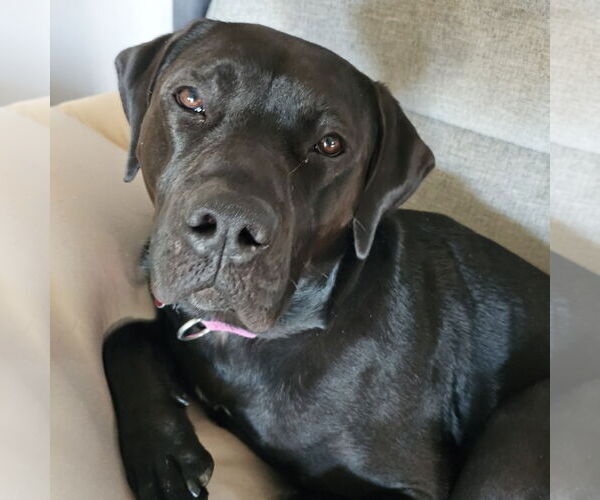 Medium Photo #2 American Pit Bull Terrier-Unknown Mix Puppy For Sale in Fargo, ND, USA