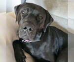 Small #1 American Pit Bull Terrier Mix