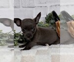Small #20 Chihuahua
