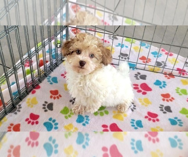 Medium Photo #6 Poovanese Puppy For Sale in ORO VALLEY, AZ, USA