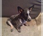 Small Photo #1 Australian Cattle Dog Puppy For Sale in SYLMAR, CA, USA