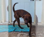 Small #16 German Shorthaired Pointer-Treeing Walker Coonhound Mix