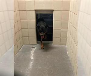 Rottweiler Dogs for adoption in Corpus Christi, TX, USA