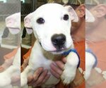 Small #12 American Pit Bull Terrier Mix
