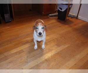 Mother of the Jack Russell Terrier puppies born on 04/19/2025