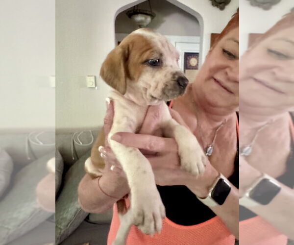 Medium Photo #7 American Staffordshire Terrier-Unknown Mix Puppy For Sale in Brewster, NY, USA