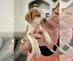 Small #6 American Staffordshire Terrier Mix