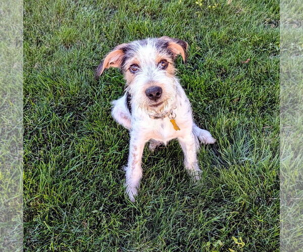 Medium Photo #1 Mutt Puppy For Sale in Sandy, UT, USA