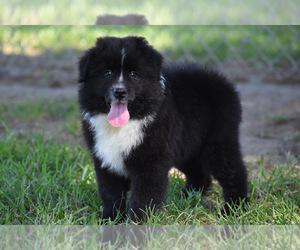 Australian Shepherd Puppy for sale in EASTON, MO, USA