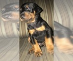 Small Photo #9 Doberman Pinscher Puppy For Sale in SCAPPOOSE, OR, USA