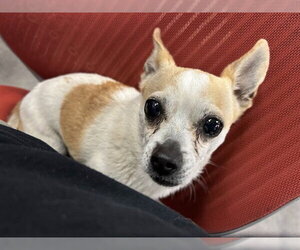 Chihuahua Dogs for adoption in Springfield, MA, USA