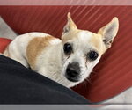Small Chihuahua