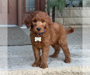 Goldendoodle Puppy for Sale in WOLCOTT, Indiana USA