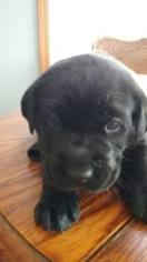 Labrador Retriever Puppy for sale in NEW HAVEN, VT, USA