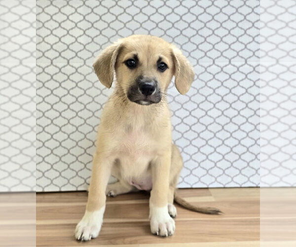 Medium Photo #1 Labrenees Puppy For Sale in Lakewood, CO, USA