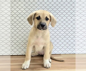 Labrenees Dogs for adoption in Lakewood, CO, USA