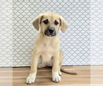Edith - Female Labrenees Dog for Adoption - Small photo