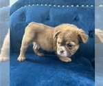 Small Photo #21 English Bulldog Puppy For Sale in ANAHEIM, CA, USA