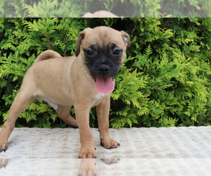 Jug Puppy for sale in SHILOH, OH, USA