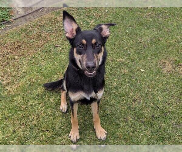 Medium Photo #1 German Shepherd Dog Puppy For Sale in San Clemente, CA, USA