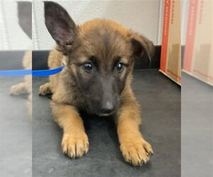 German Shepherd Dog-Unknown Mix Dogs for adoption in San Bernardino, CA, USA