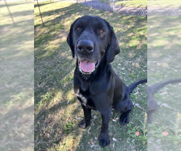 Medium Photo #2 Labrador Retriever Puppy For Sale in Texas City, TX, USA