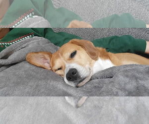 Beagle-Unknown Mix Dogs for adoption in Germantown, OH, USA